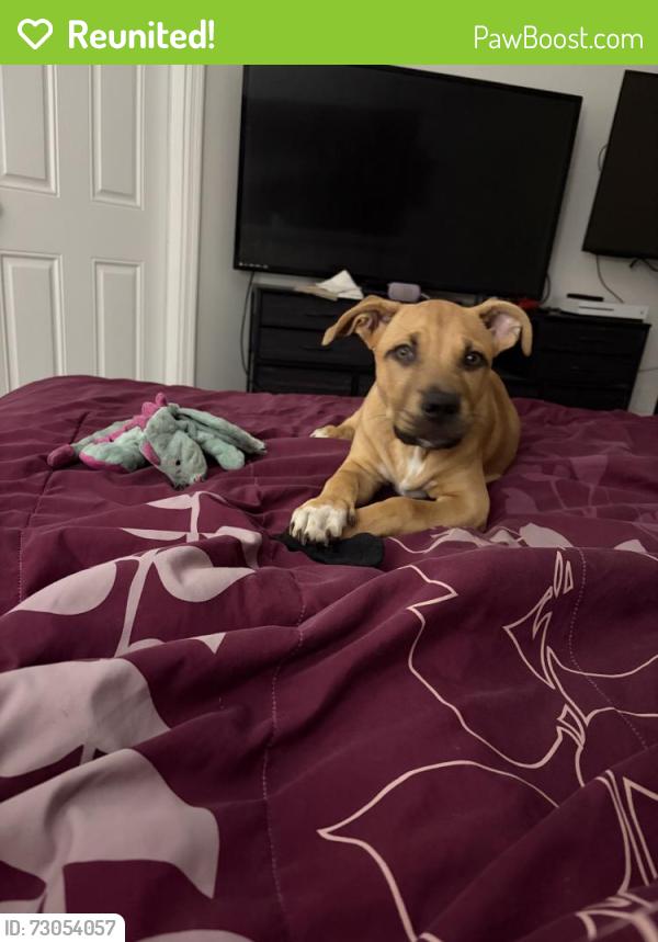 Reunited Female Dog last seen Near NE Jardain Rd, Port St. Lucie, FL 34983, USA, Port St. Lucie, FL 34983