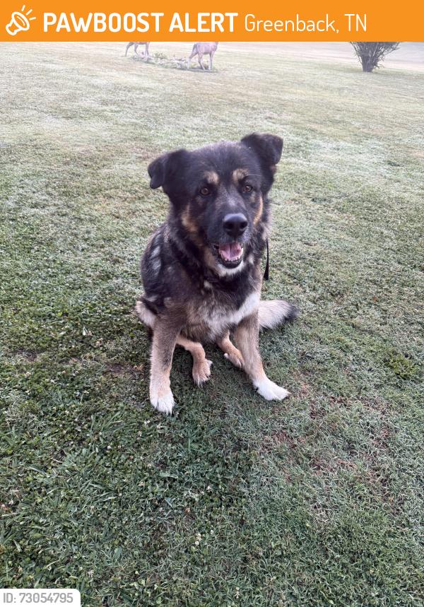 Found/Stray Male Dog last seen Hey 95 N, Greenback, TN 37742