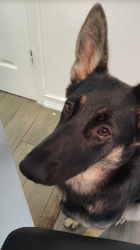 Lost Female Dog last seen N/A, Dallas, TX 75201