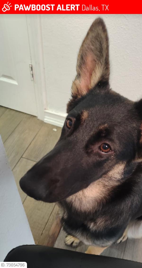 Lost Female Dog last seen Country creek drive, Dallas, TX 75236
