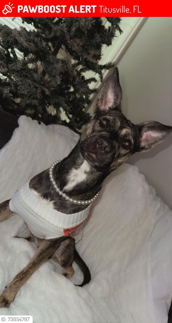 Lost Female Dog last seen Garden street, Titusville, FL 32796