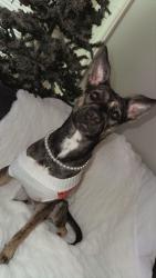 Lost Female Dog last seen Garden street, Titusville, FL 32796