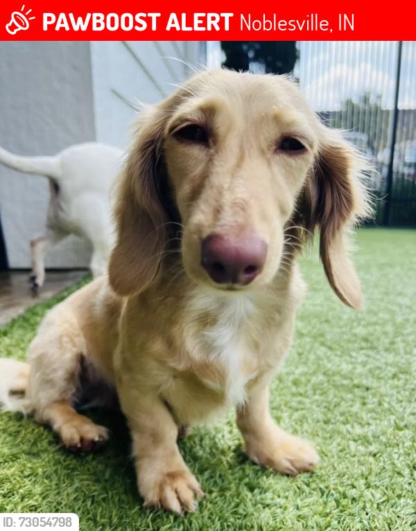 Lost Female Dog last seen 161st and Hazel Dell Rd, Noblesville, IN 46062
