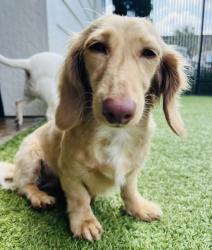 Lost Female Dog last seen 161st and Hazel Dell Rd, Noblesville, IN 46062