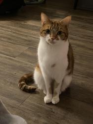 Lost Male Cat last seen Clarence Road, Manchester , Longsight, England M13
