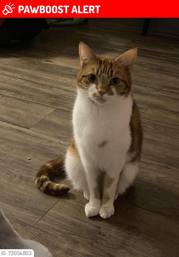 Lost Male Cat last seen Clarence Road, Manchester , Longsight, England M13