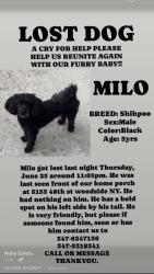 Reunited Male Dog last seen Near 48th street woodside NY , Queens, NY 11377