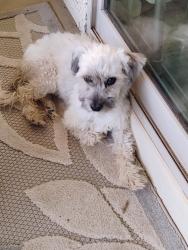 Found/Stray Male Dog last seen Winslow way and Marshall, Eloy, AZ 85131