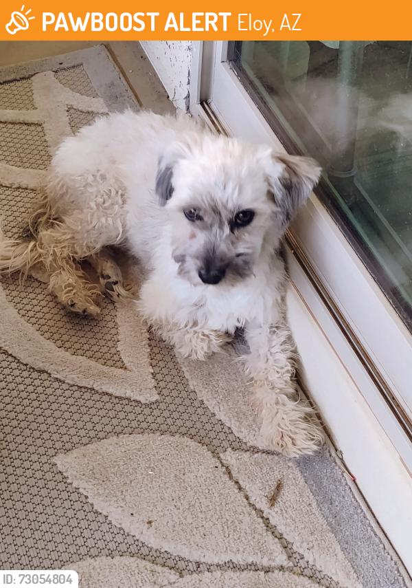 Found/Stray Male Dog last seen Winslow way and Marshall, Eloy, AZ 85131