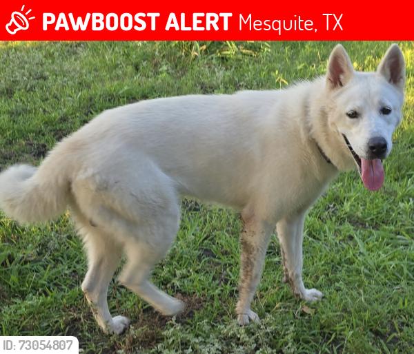 Lost Male Dog last seen Spiceberry and clary  , Mesquite, TX 75149