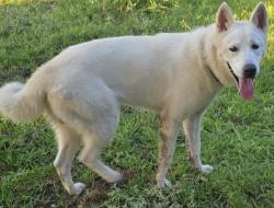 Lost Male Dog last seen Spiceberry and clary  , Mesquite, TX 75149