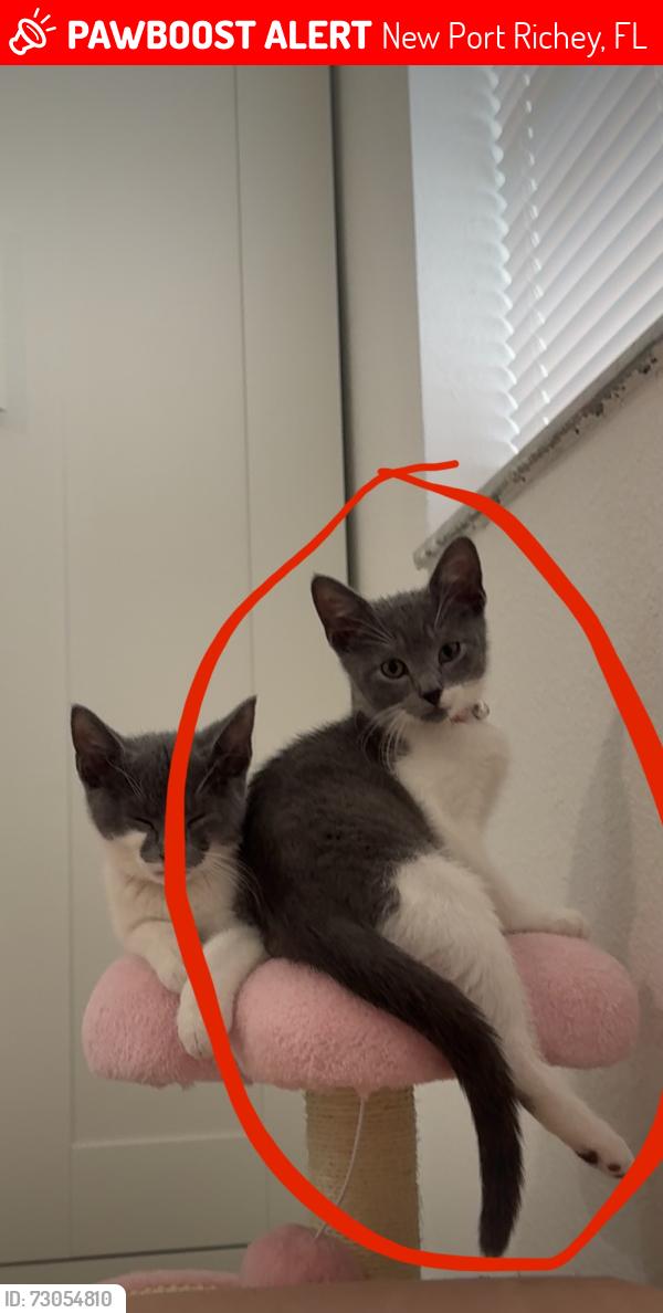 Lost Female Cat last seen Avery Rd, New Port Richey, New Port Richey, FL 34652
