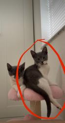 Lost Female Cat last seen Avery Rd, New Port Richey, New Port Richey, FL 34652
