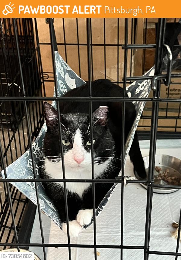 Found/Stray Male Cat last seen White Pine Rd, Pittsburgh, PA 15221