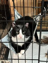 Found/Stray Male Cat last seen White Pine Rd, Pittsburgh, PA 15221