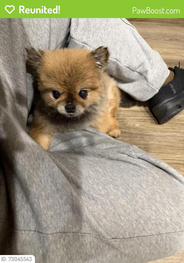 Reunited Female Dog last seen Downy birch rd, Charlotte, NC 28227