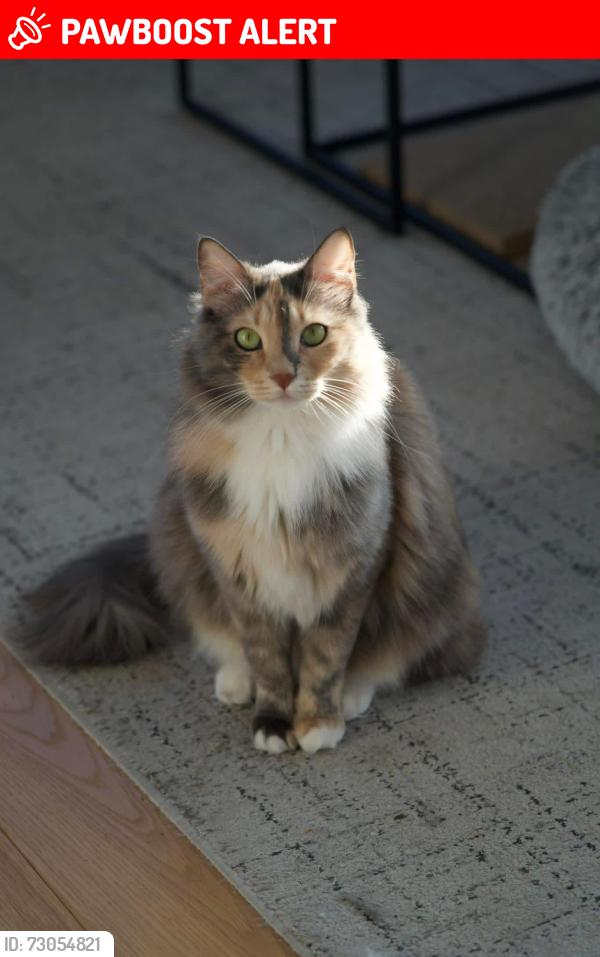 Lost Female Cat last seen East India Dock Basin, Greater London, England E14 0JW