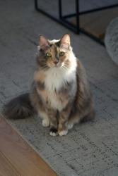 Lost Female Cat last seen East India Dock Basin, Greater London, England E14 0JW