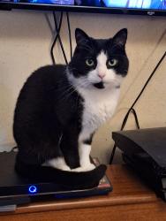 Lost Male Cat last seen Talbot St / Hanover st, Lancashire, England BB8 9HB
