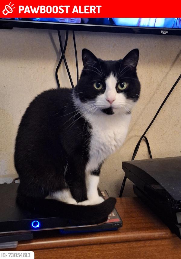 Lost Male Cat last seen Talbot St / Hanover st, Lancashire, England BB8 9HB