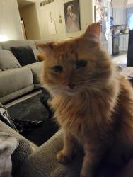 Reunited Male Cat last seen Doggett Road and Litchfield Drive Browns Summit NC, Browns Summit, NC 27214