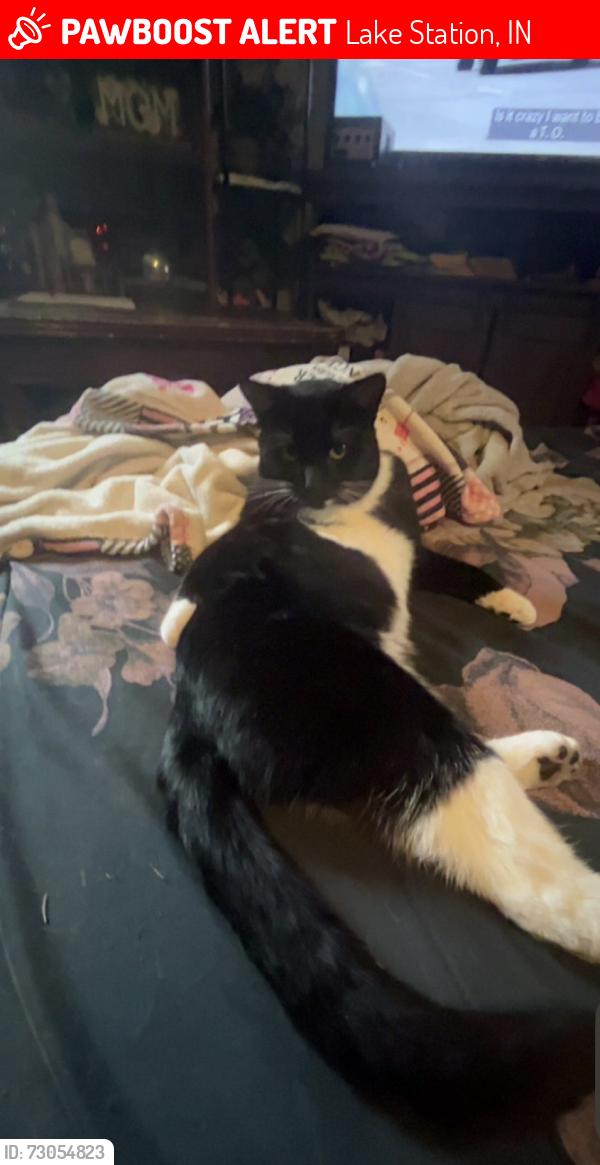 Lost Male Cat last seen Howard Street lakestation indiana, Lake Station, IN 46405