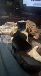 Lost Male Cat last seen Howard Street lakestation indiana, Lake Station, IN 46405