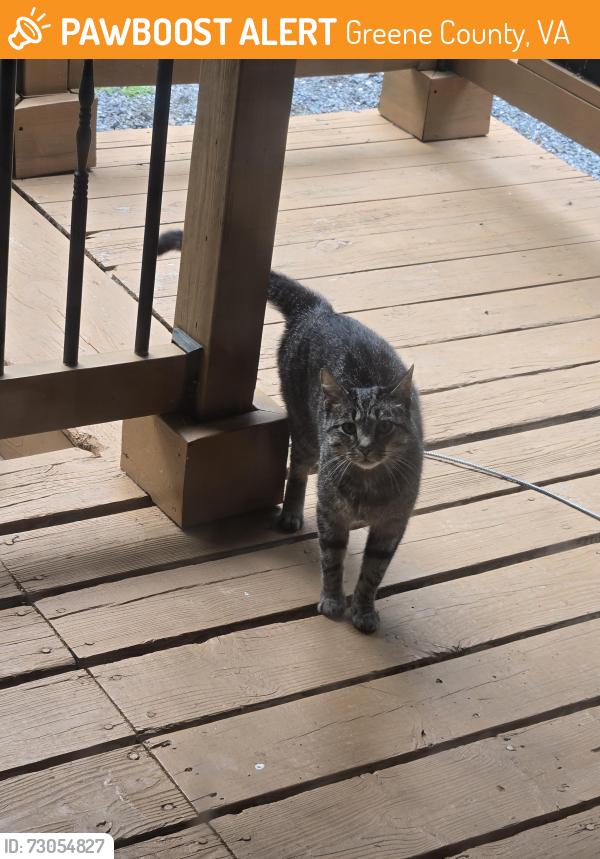Found/Stray Male Cat last seen Mica Drive, Entry Run Road, Greene County, VA 22973