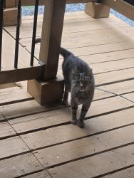 Found/Stray Male Cat last seen Mica Drive, Entry Run Road, Greene County, VA 22973
