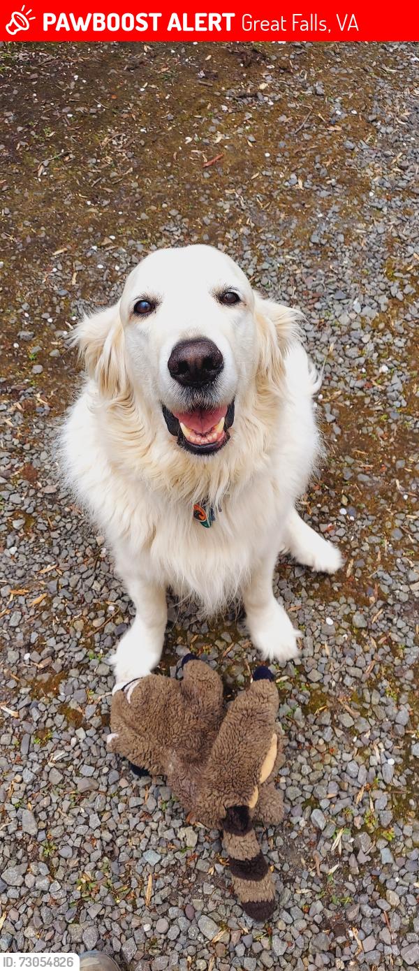 Lost Male Dog last seen Beach Mill Road and Walker, Great Falls, VA 22066