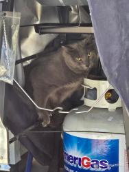 Reunited Male Cat last seen South Poplar Court, Denver, Denver, CO 80224