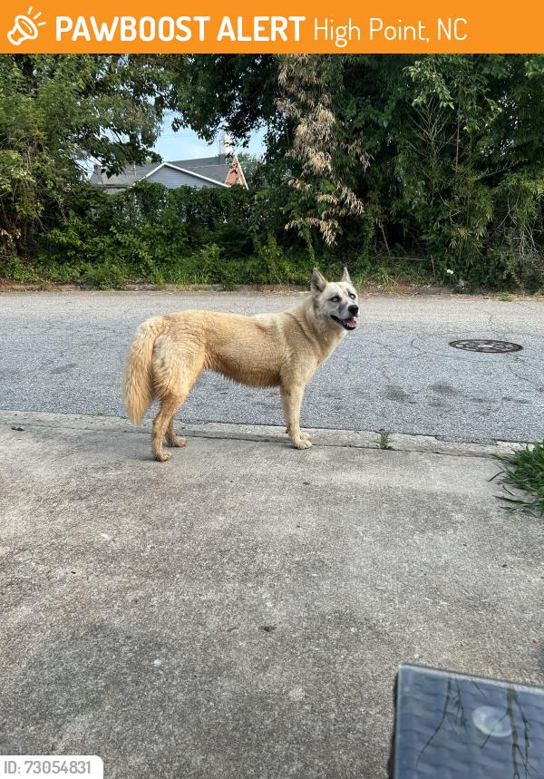 Found/Stray Female Dog last seen S Elm street, High Point, NC 27260