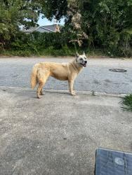 Found/Stray Female Dog last seen S Elm street, High Point, NC 27260