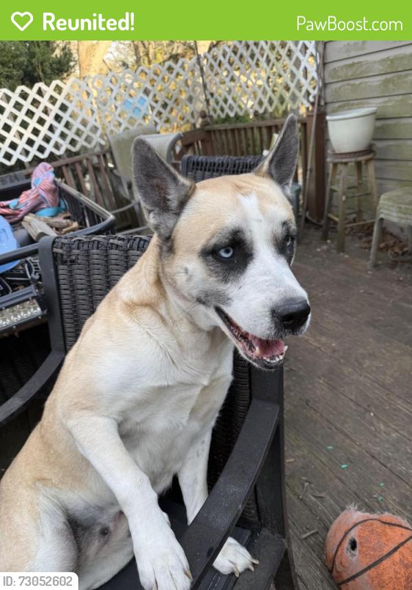 Reunited Female Dog last seen Lower Rocky point road , Sound Beach, NY 11789