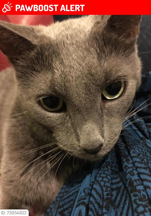 Lost Male Cat last seen Georges Lane Plympton St Maurice, Plympton, England PL7