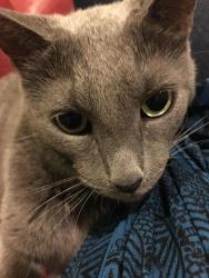 Lost Male Cat last seen Georges Lane Plympton St Maurice, Plympton, England PL7