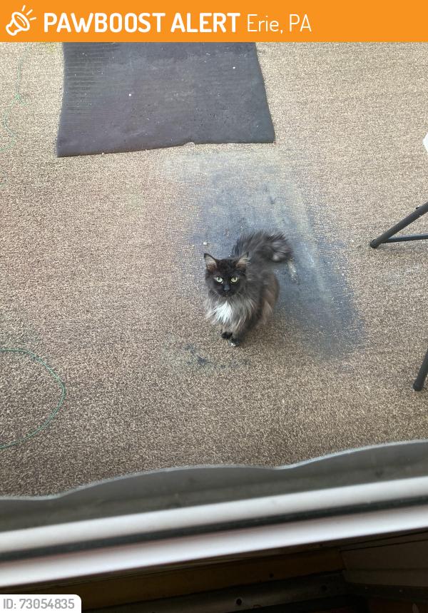 Found/Stray Unknown Cat last seen Near Lynn Between Payne ave and gilson ave, Erie, PA 16503