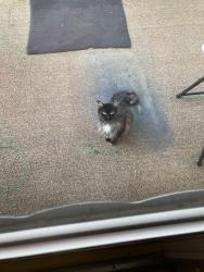 Found/Stray Unknown Cat last seen Near Lynn Between Payne ave and gilson ave, Erie, PA 16503