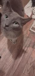 Found/Stray Male Cat last seen Central Ave lakestation indiana, Lake Station, IN 46405