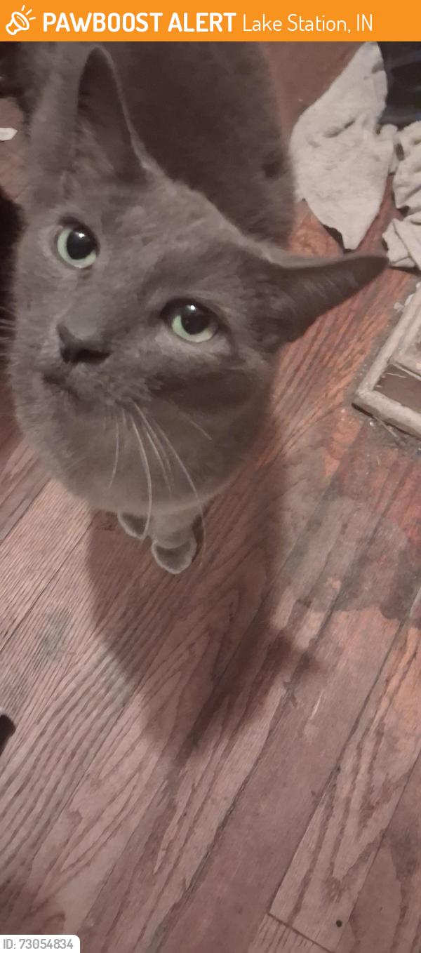 Found/Stray Male Cat last seen Central Ave lakestation indiana, Lake Station, IN 46405