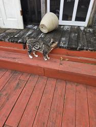 Found/Stray Male Cat last seen Norcross road, Chattanooga, TN 37415