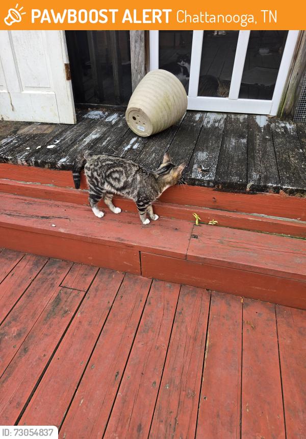 Found/Stray Male Cat last seen Norcross road, Chattanooga, TN 37415