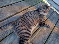 Found/Stray Male Cat last seen Omega, Columbus, OH 43231