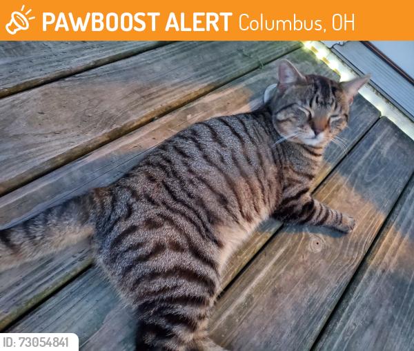 Found/Stray Male Cat last seen Omega, Columbus, OH 43231