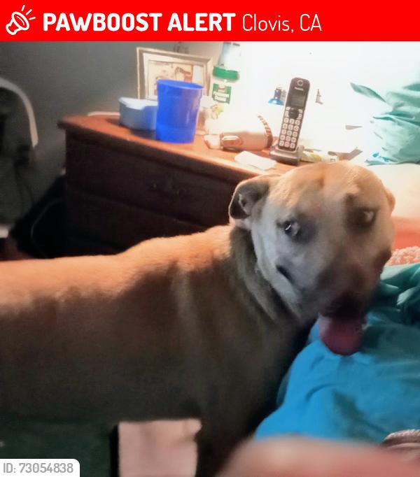 Lost Male Dog last seen Ashland and winery by Vikings School, Clovis, CA 93612