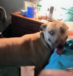 Lost Male Dog last seen Ashland and winery by Vikings School, Clovis, CA 93612