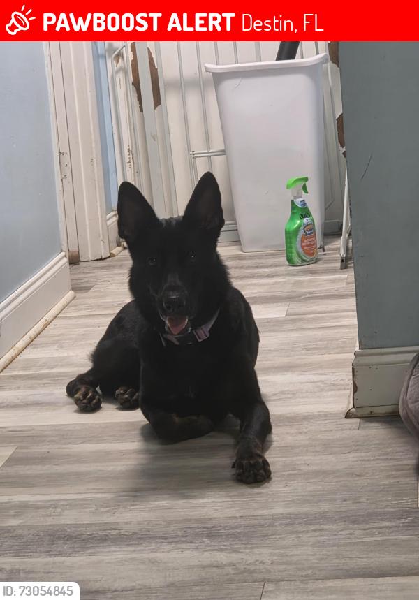 Lost Female Dog last seen Mountain Dr and Benning Dr per person walking home, Destin, FL 32541
