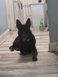 Lost Female Dog last seen Mountain Dr and Benning Dr per person walking home, Destin, FL 32541