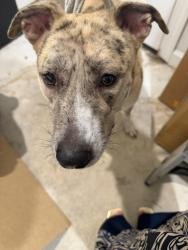 Found/Stray Female Dog last seen Brechin Road, Fayetteville, NC 28303