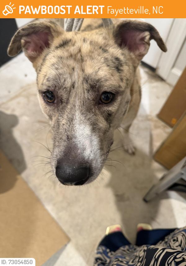 Found/Stray Female Dog last seen Brechin Road, Fayetteville, NC 28303